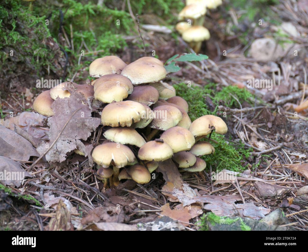 The fruiting bodies and mushroom caps of sulfur heads Hypholoma stand next to moss on forest soil Stock Photo