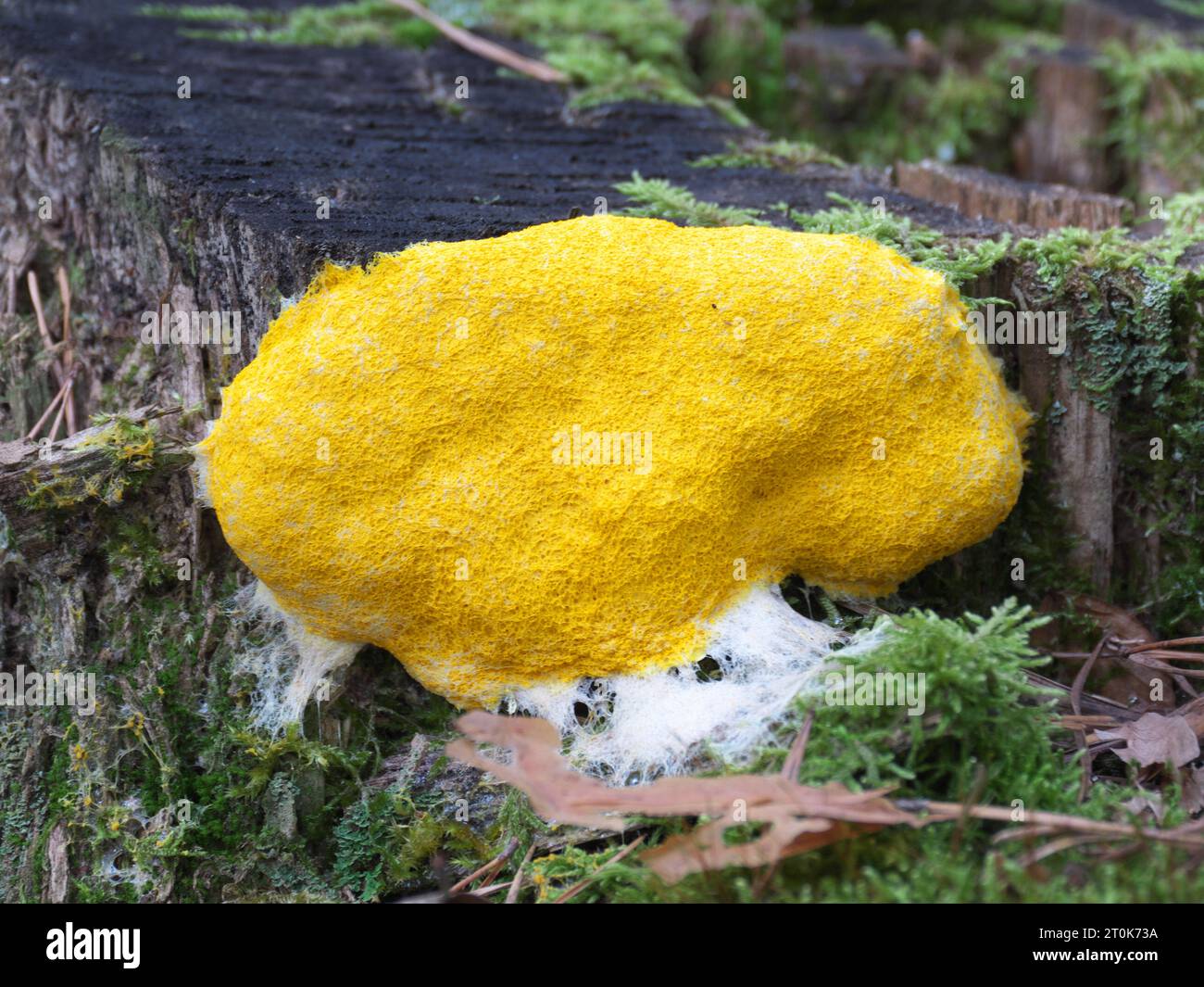Yellow tan flower or witch butter (Fuligo septica) on a tree stump in forest Stock Photo