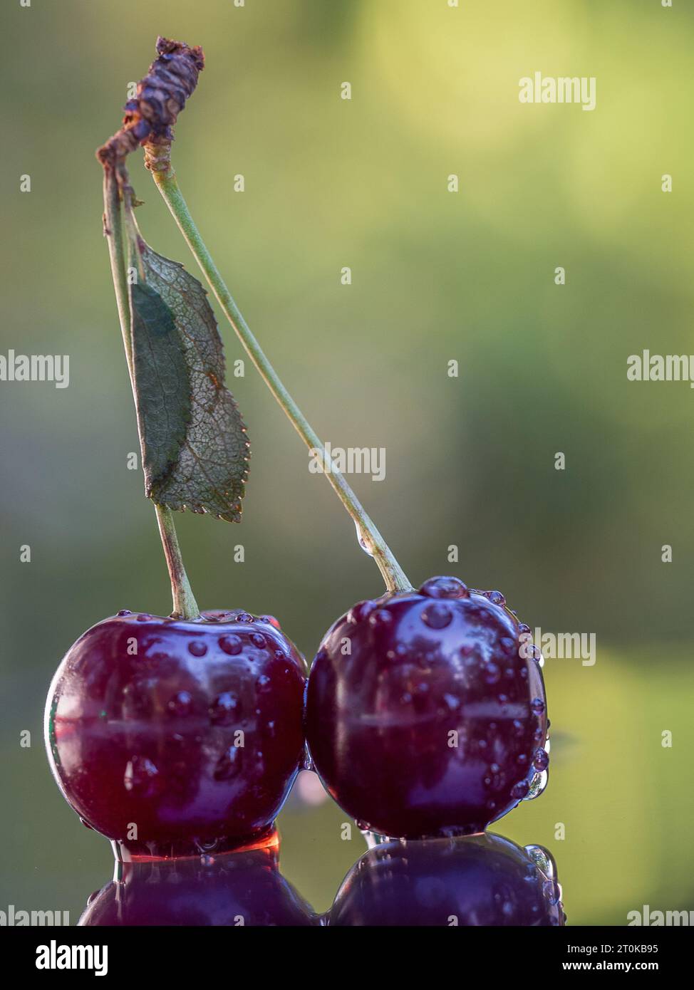 A still life shot featuring three ripe cherries on a reflective surface ...