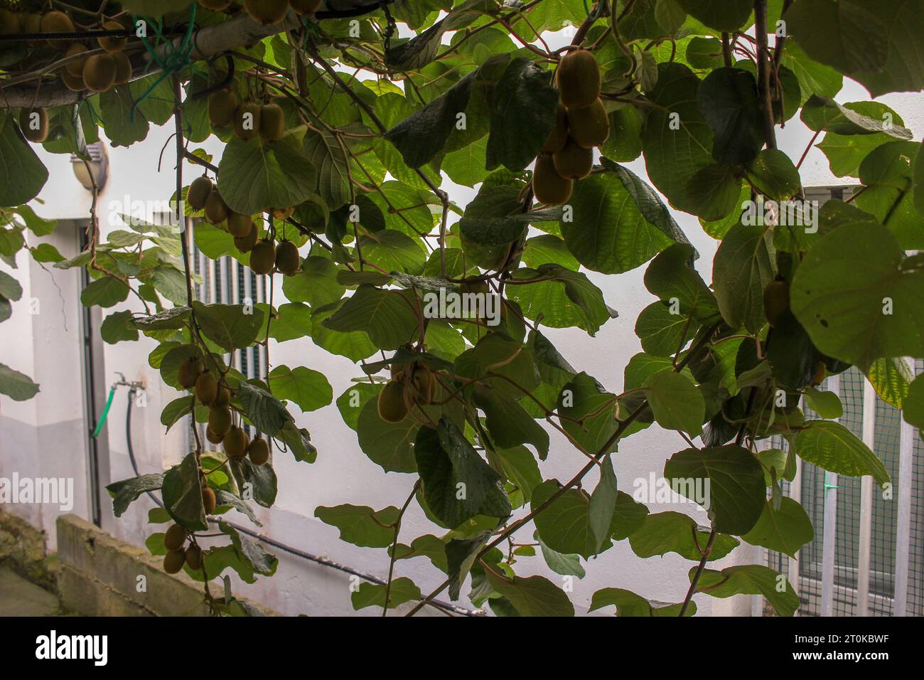 Kiwis plant hi-res stock photography and images - Alamy