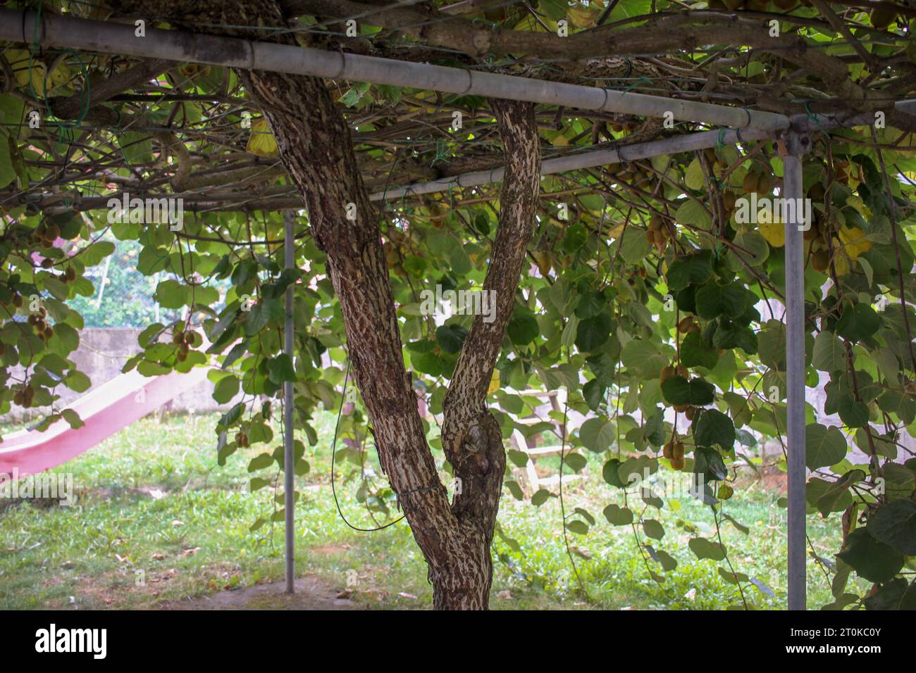Kiwi vine leaf hi-res stock photography and images - Alamy