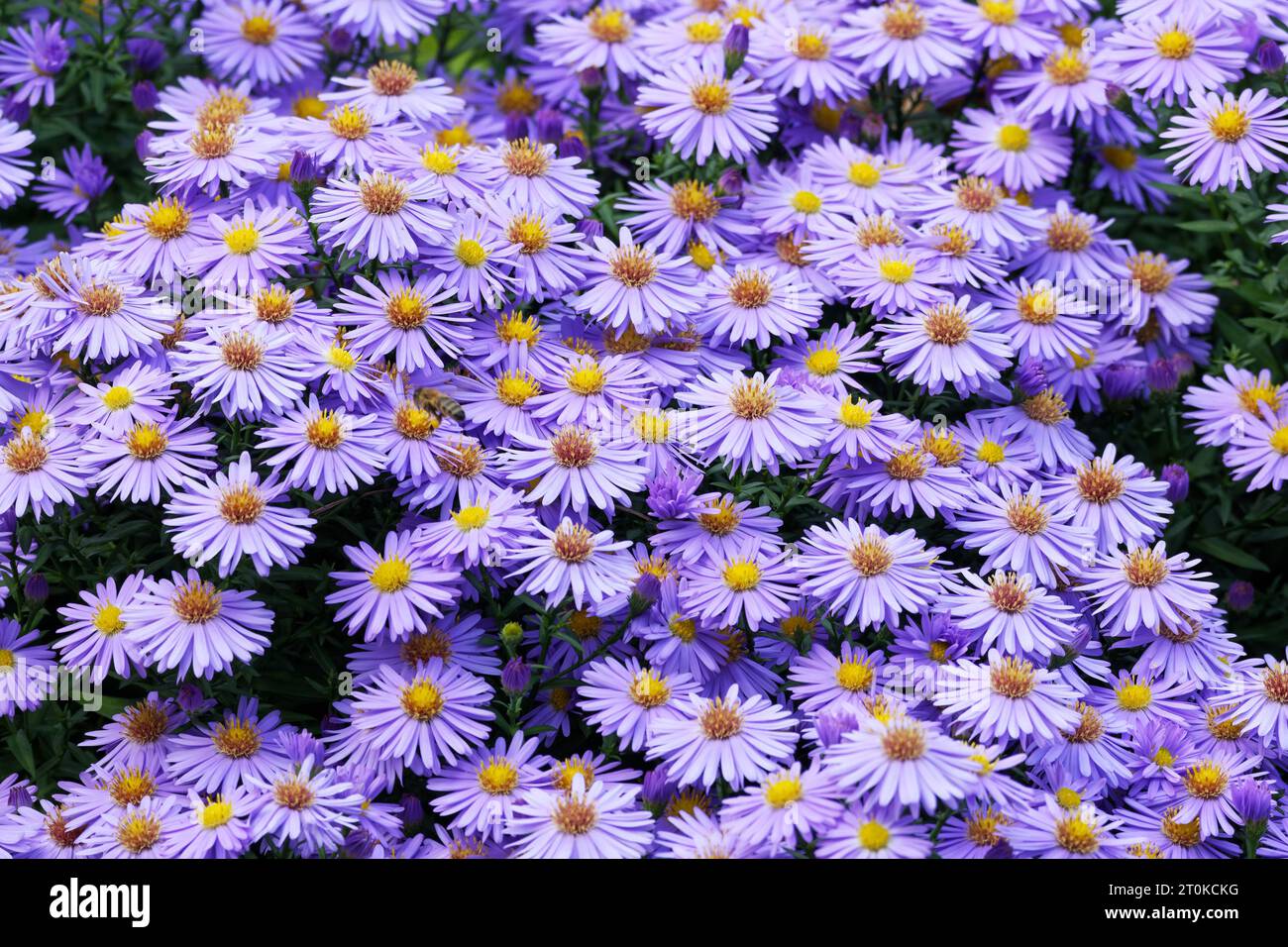 Aster novi-belgii many purple New York Asters blooming in a park in cologne in autumn Stock Photo