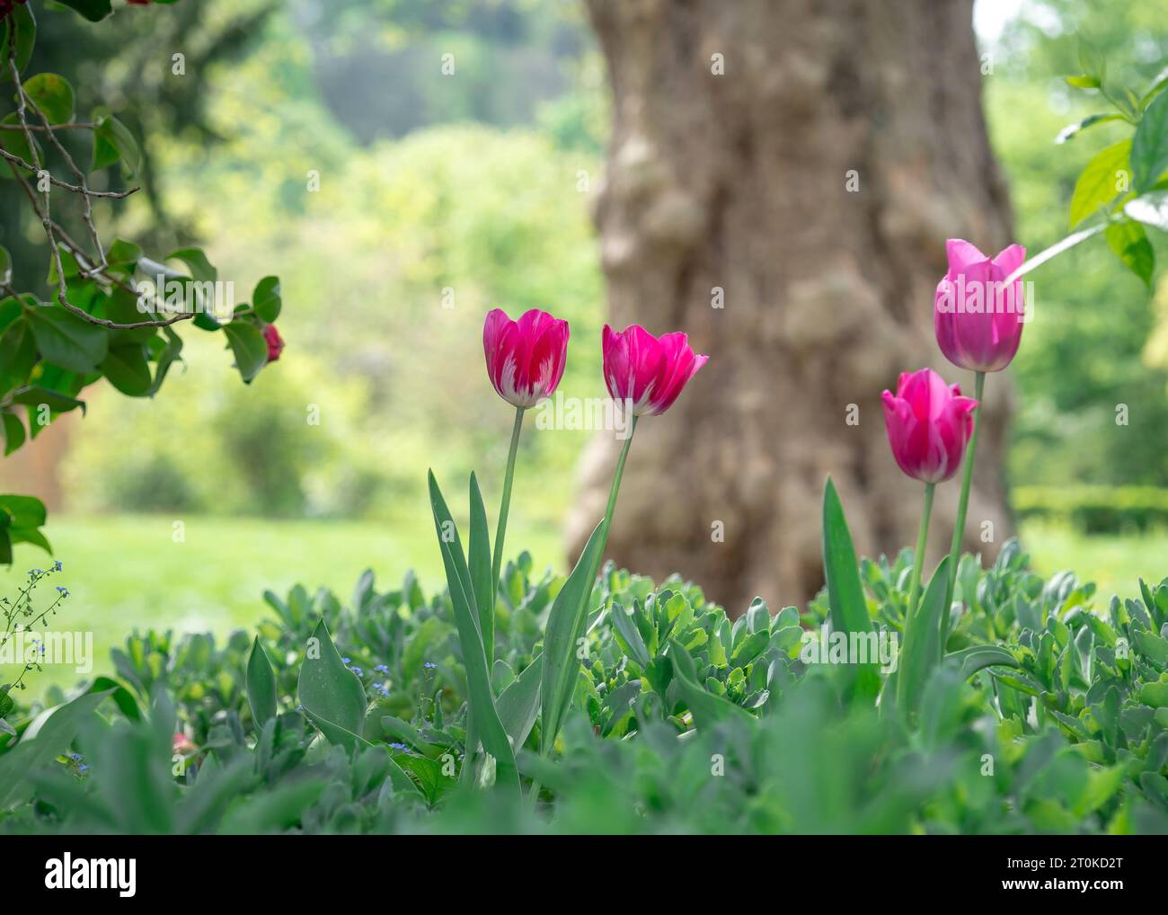 A vibrant bouquet of pink blooms growing in a lush garden setting ...