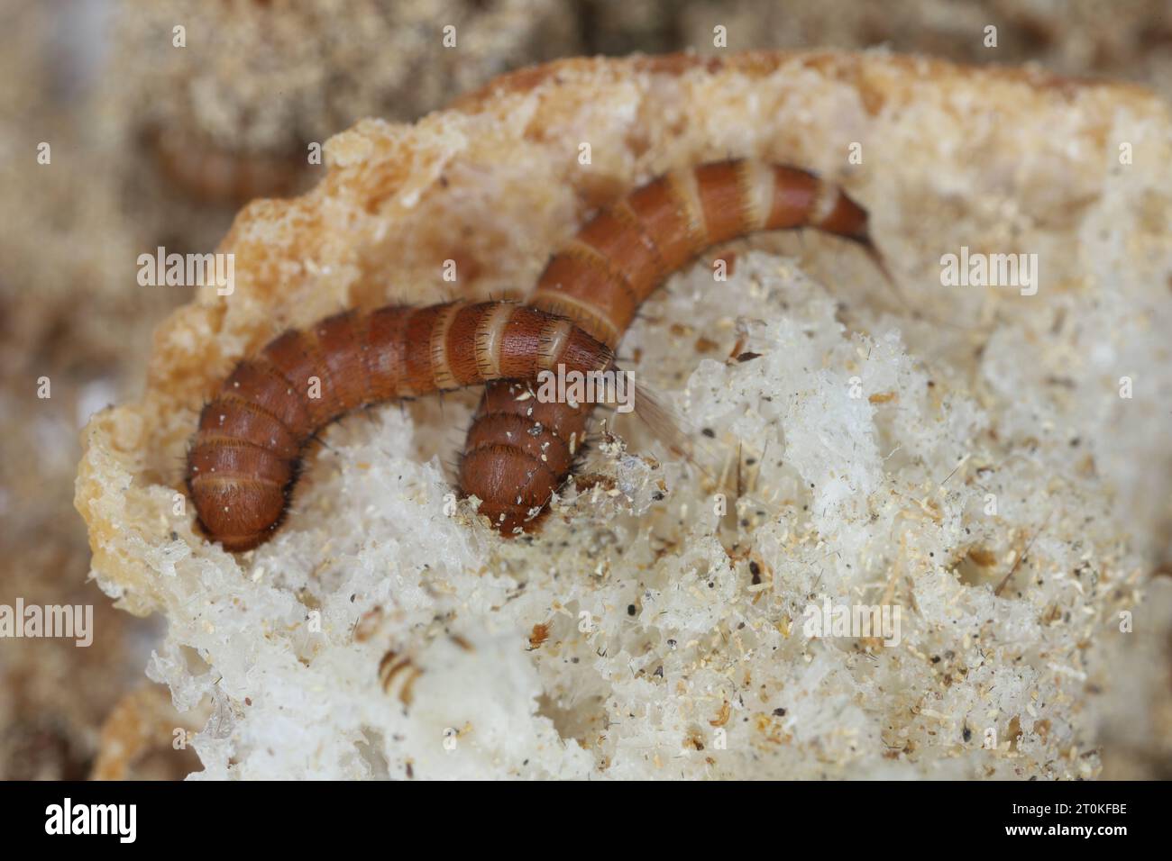 Larvae of Attagenus called fur beetle or carpet beetle from the family Dermestidae a skin beetles on bread. Stock Photo