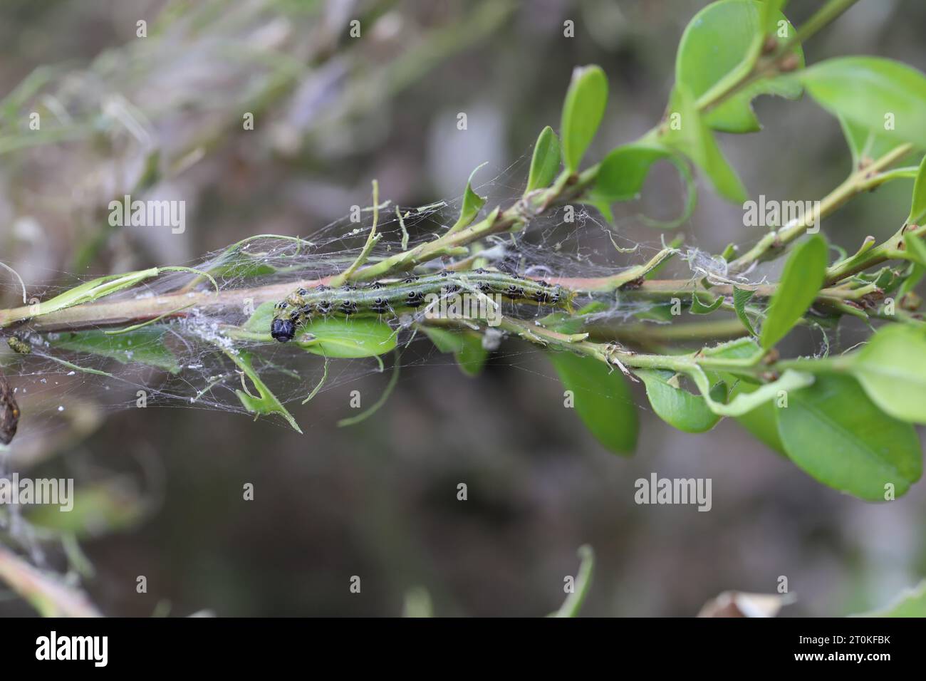 Boxwood shrub infested and destroyed by caterpillars of Box Tree Moth (Cydalima perspectalis). Stock Photo