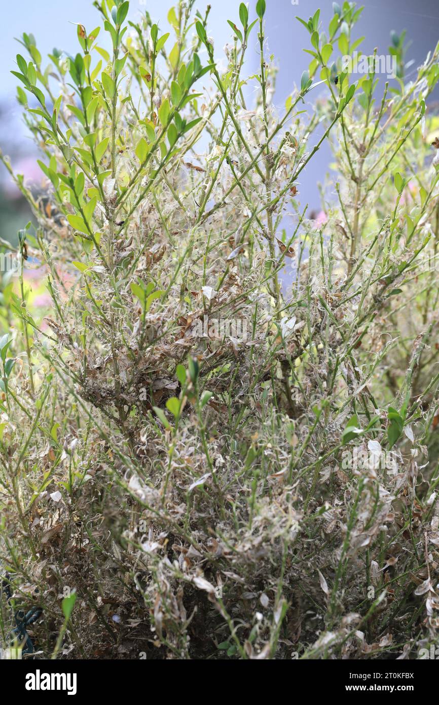Boxwood shrub infested and destroyed by caterpillars of Box Tree Moth (Cydalima perspectalis). Stock Photo