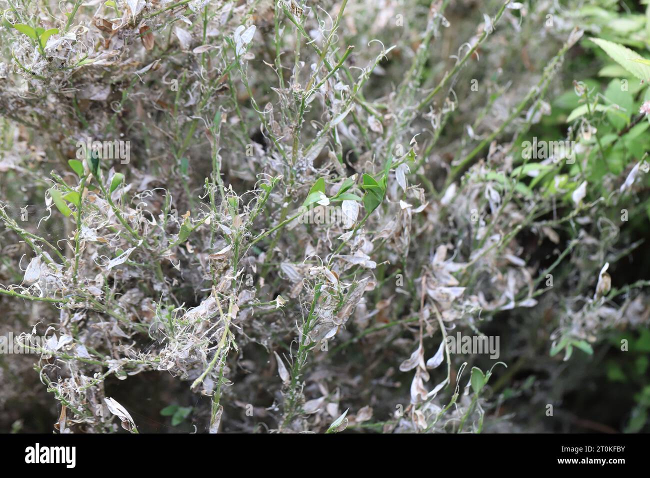 Boxwood shrub infested and destroyed by caterpillars of Box Tree Moth ...