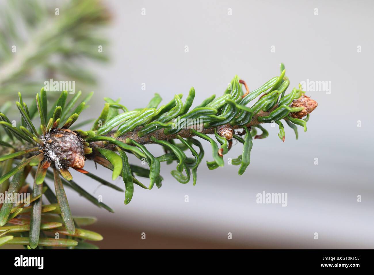 Young fir trees damaged by Dreyfusia piceae balsam woolly aphids. Stock Photo
