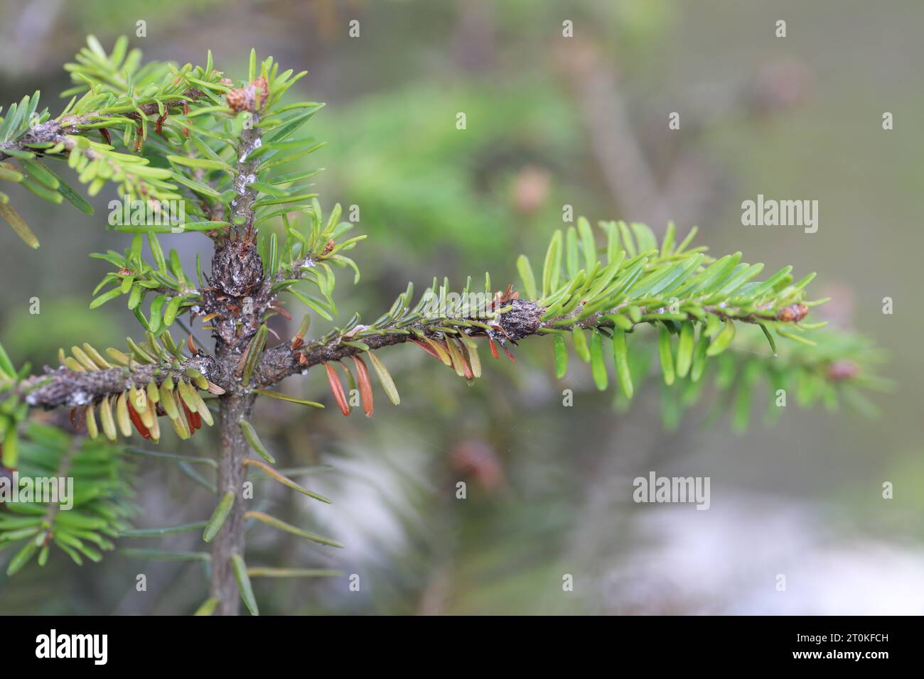 Young fir trees damaged by Dreyfusia piceae balsam woolly aphids. Stock Photo