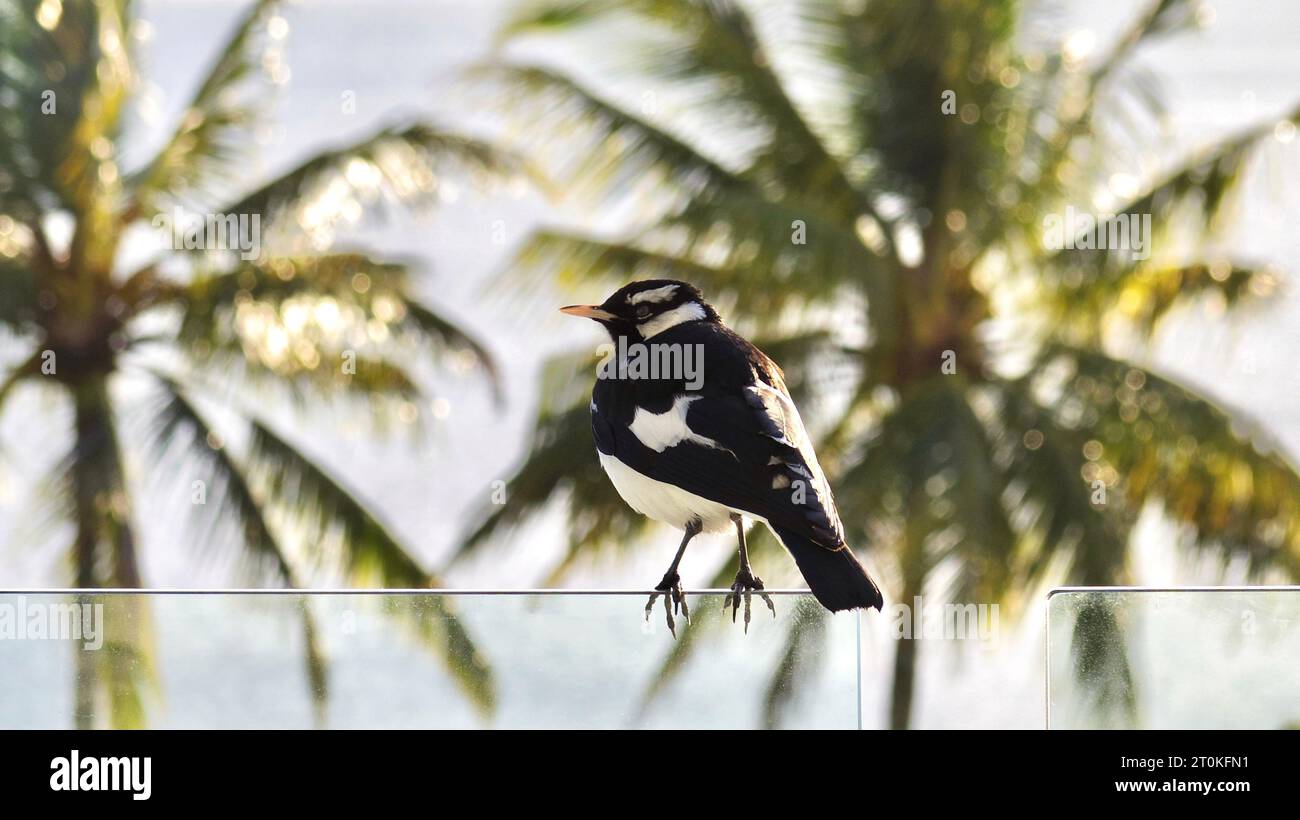 A magpie lark (grallina cyanoleuca) sitting on the glass balustrade of a Cairns hotel balcony, overlooking palm trees on the Esplanade at Cairns Stock Photo