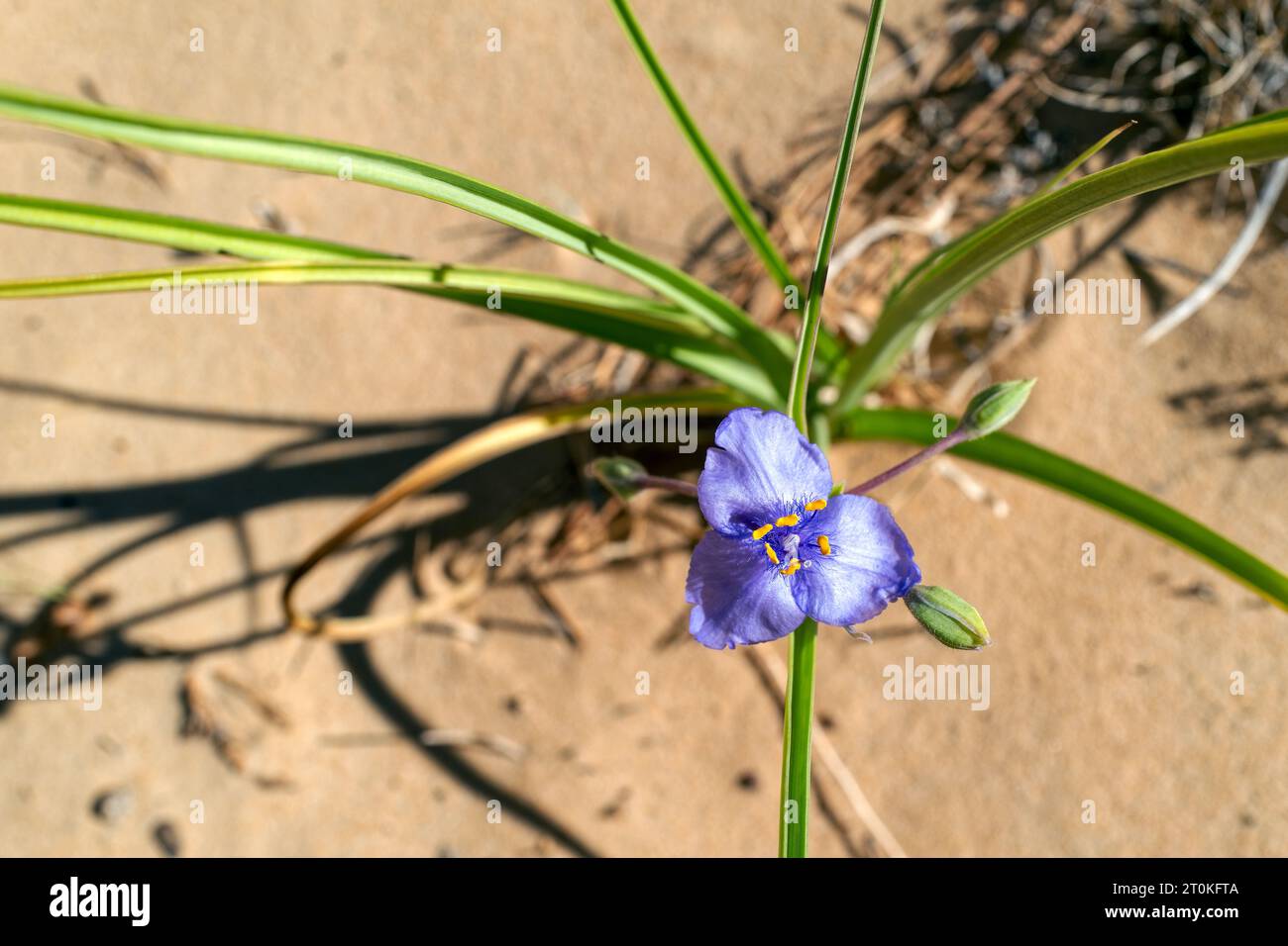 A Prairie Spiderwort flower growing in the Utah desert, USA Stock Photo