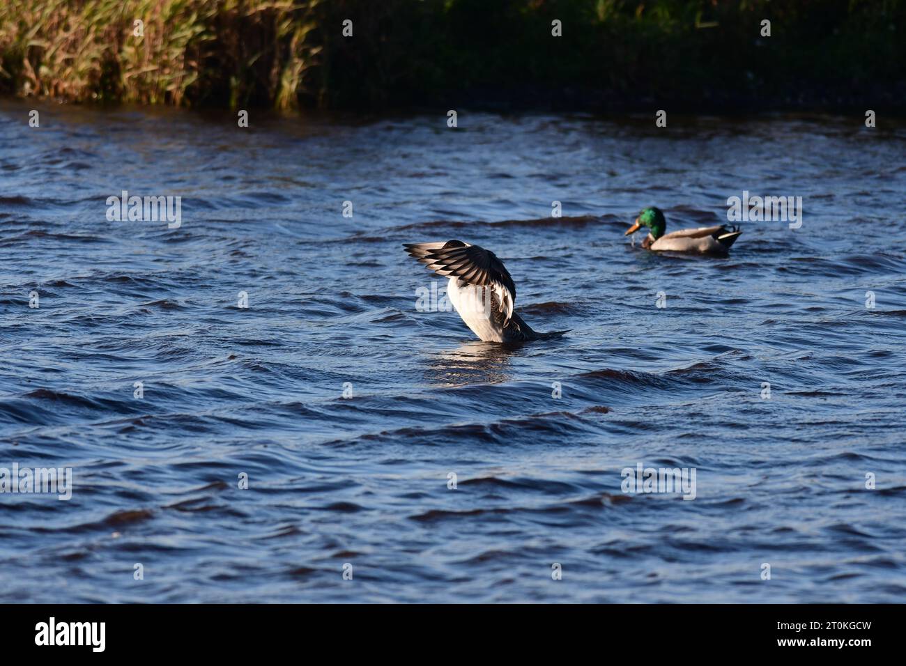 northern pintail Anas acuta duck Scotland Stock Photo
