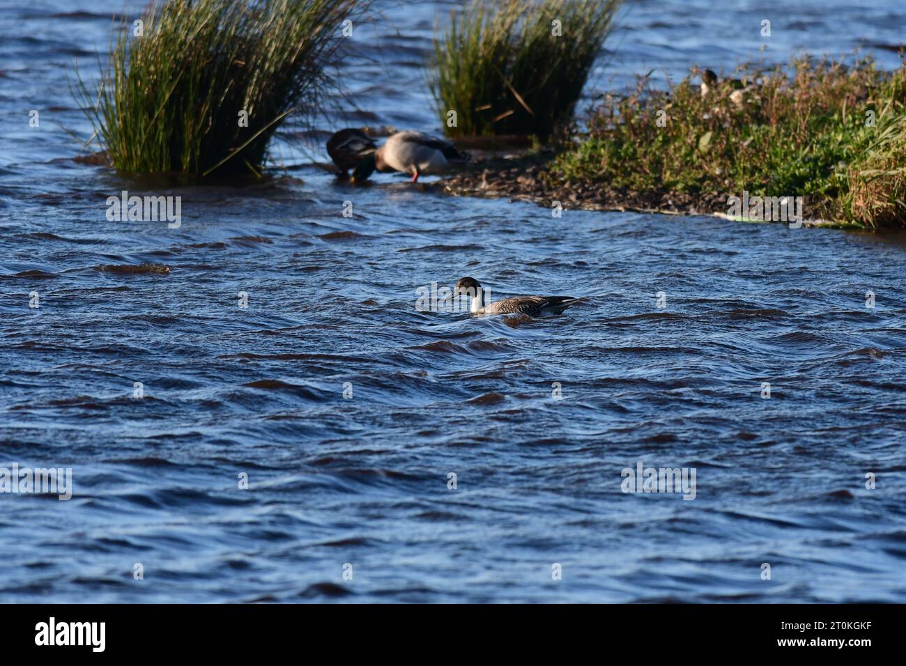 northern pintail Anas acuta duck Scotland Stock Photo