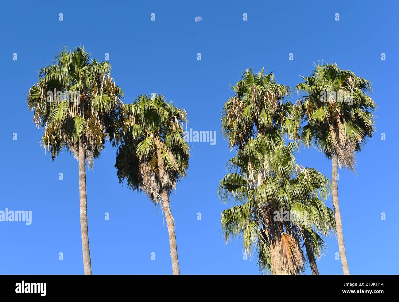 Moon and Palm Trees against a bright blue sky Stock Photo