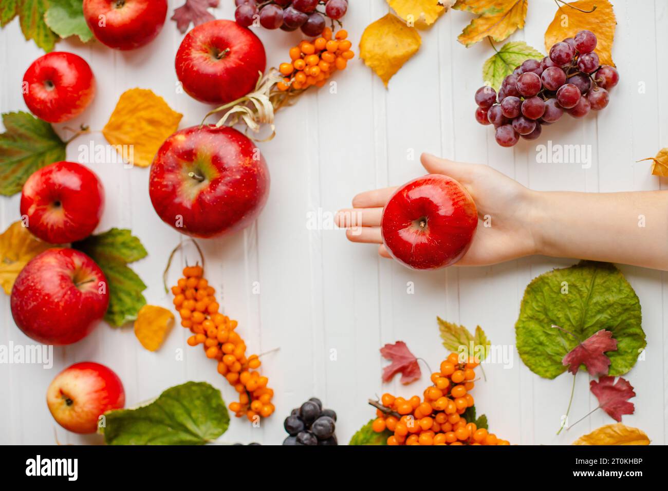 Autumn background Harvesting of apples grapes sea buckthorn Yellow Autumn background Harvesting of apples grapes sea buckthorn Yellow