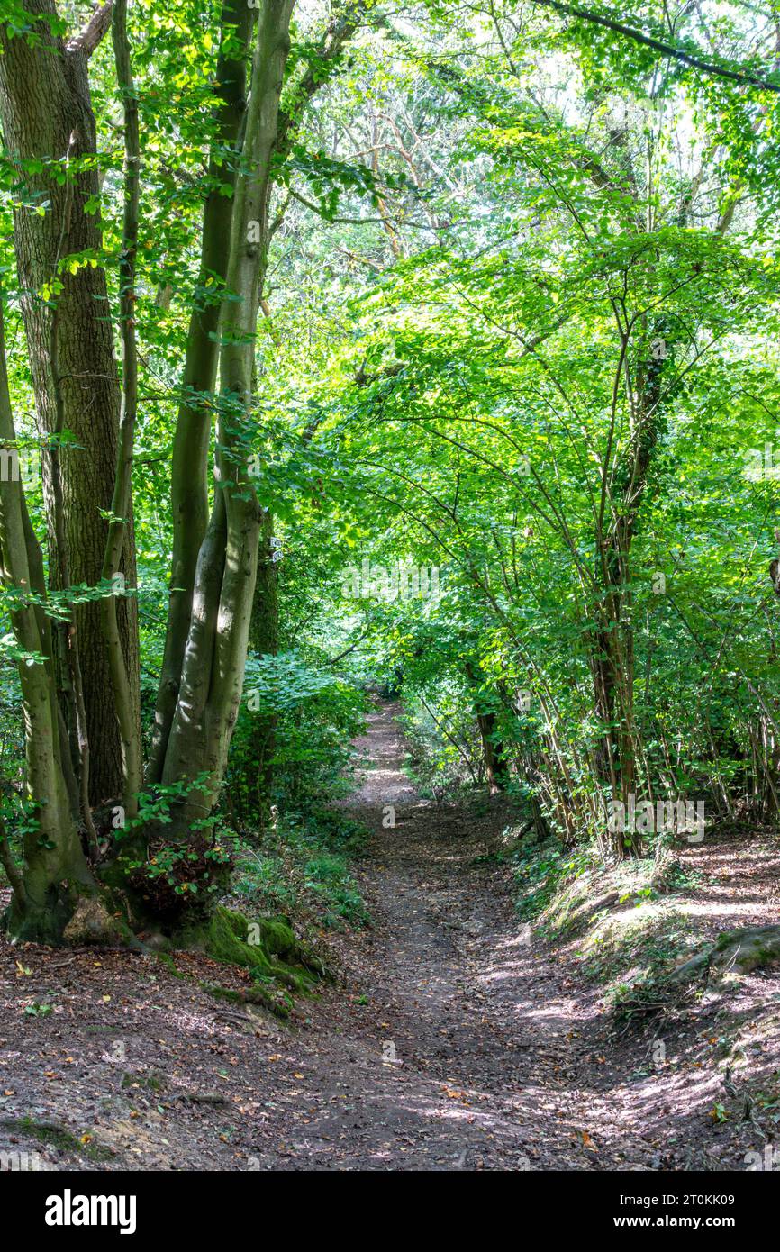 A dirt trail winding through trees in woods in the Berkshire countryside, Stock Photo