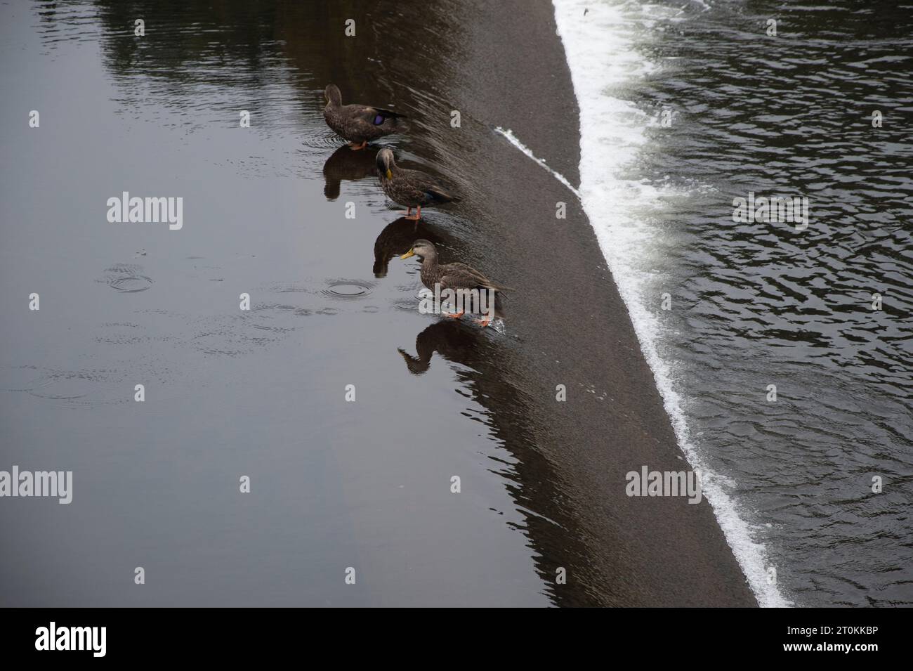 Ducks scrambling over the low dam on Quidi Vidi Lake in St. John's, Newfoundland & Labrador, Canada Stock Photo