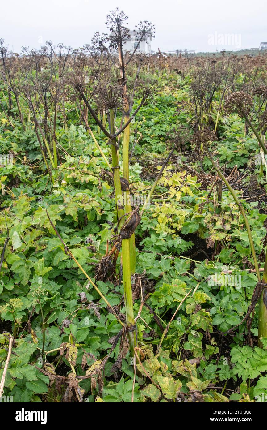 Cow parsnip growing in Flower's Cove, Newfoundland & Labrador, Canada