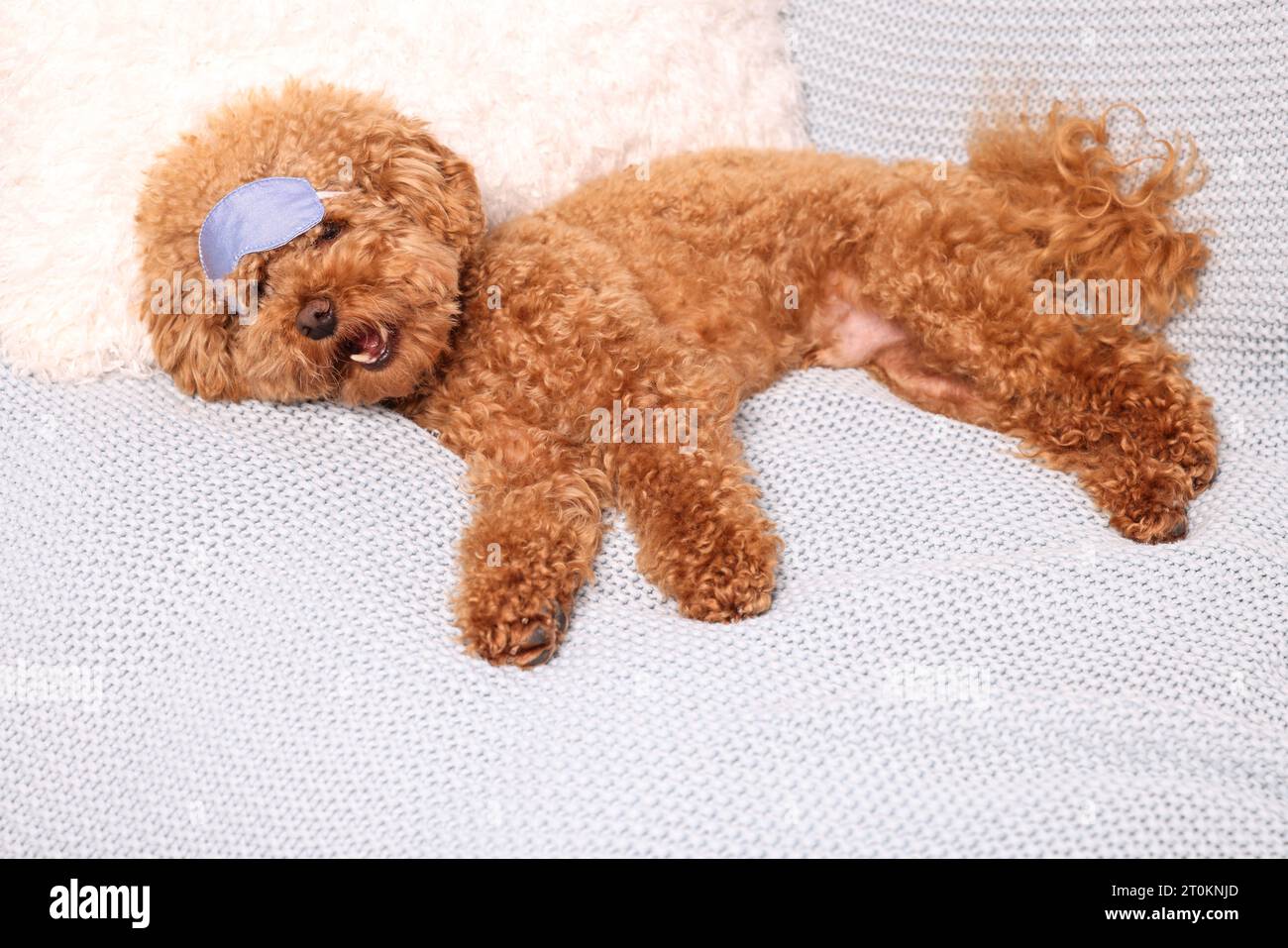 Cute Maltipoo dog with sleep mask resting on soft bed Stock Photo Alamy