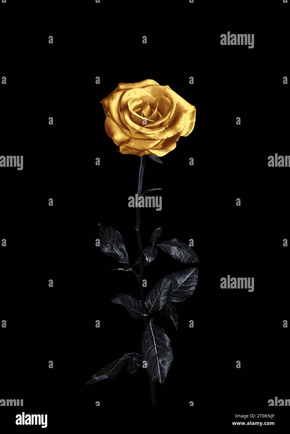 Black glitter rose isolated on white background Stock Photo - Alamy