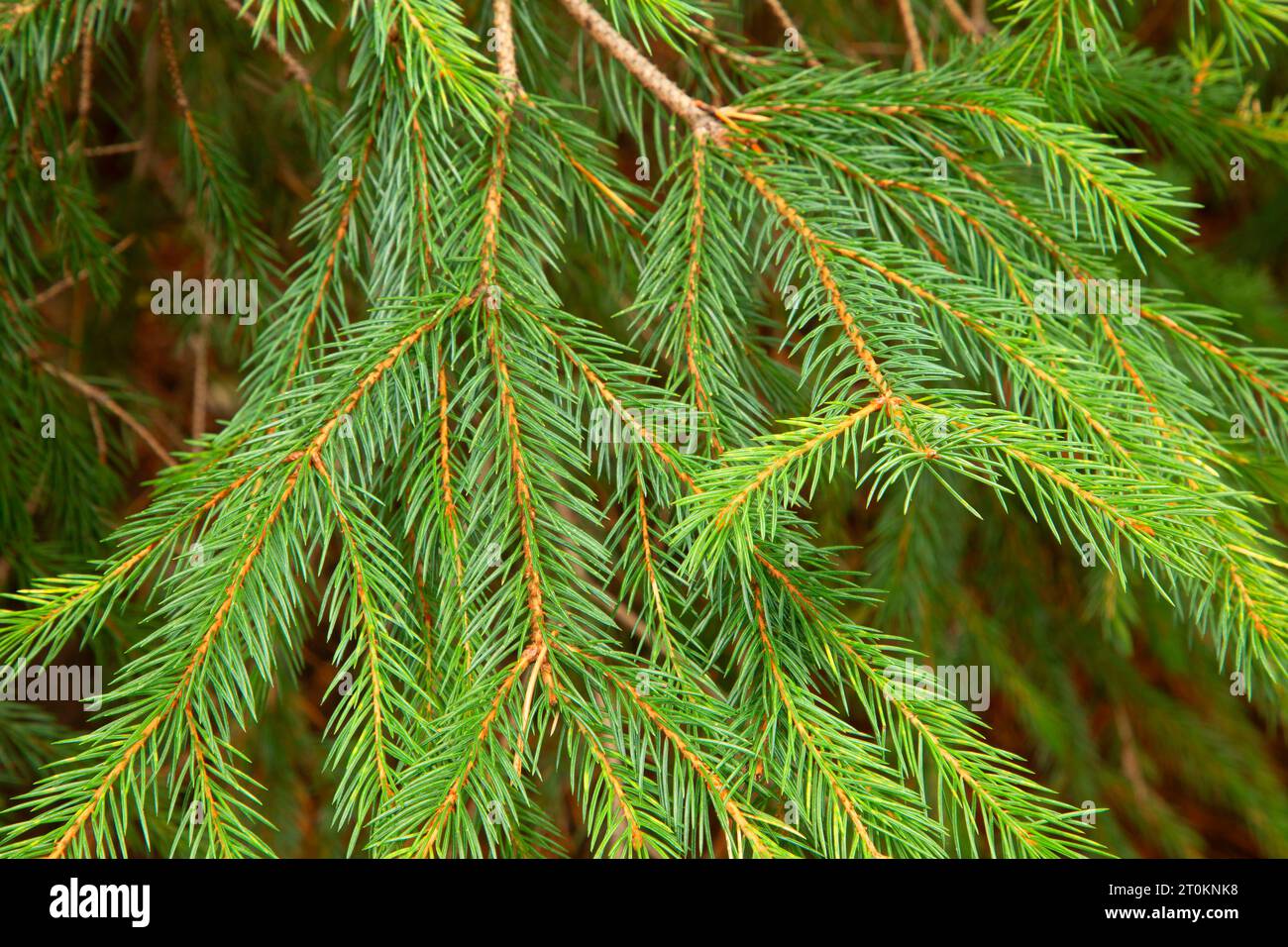 Engelmann spruce (Picea engelmannii) needles along Jubilee Lake Trail, Umatilla National Forest, Oregon Stock Photo
