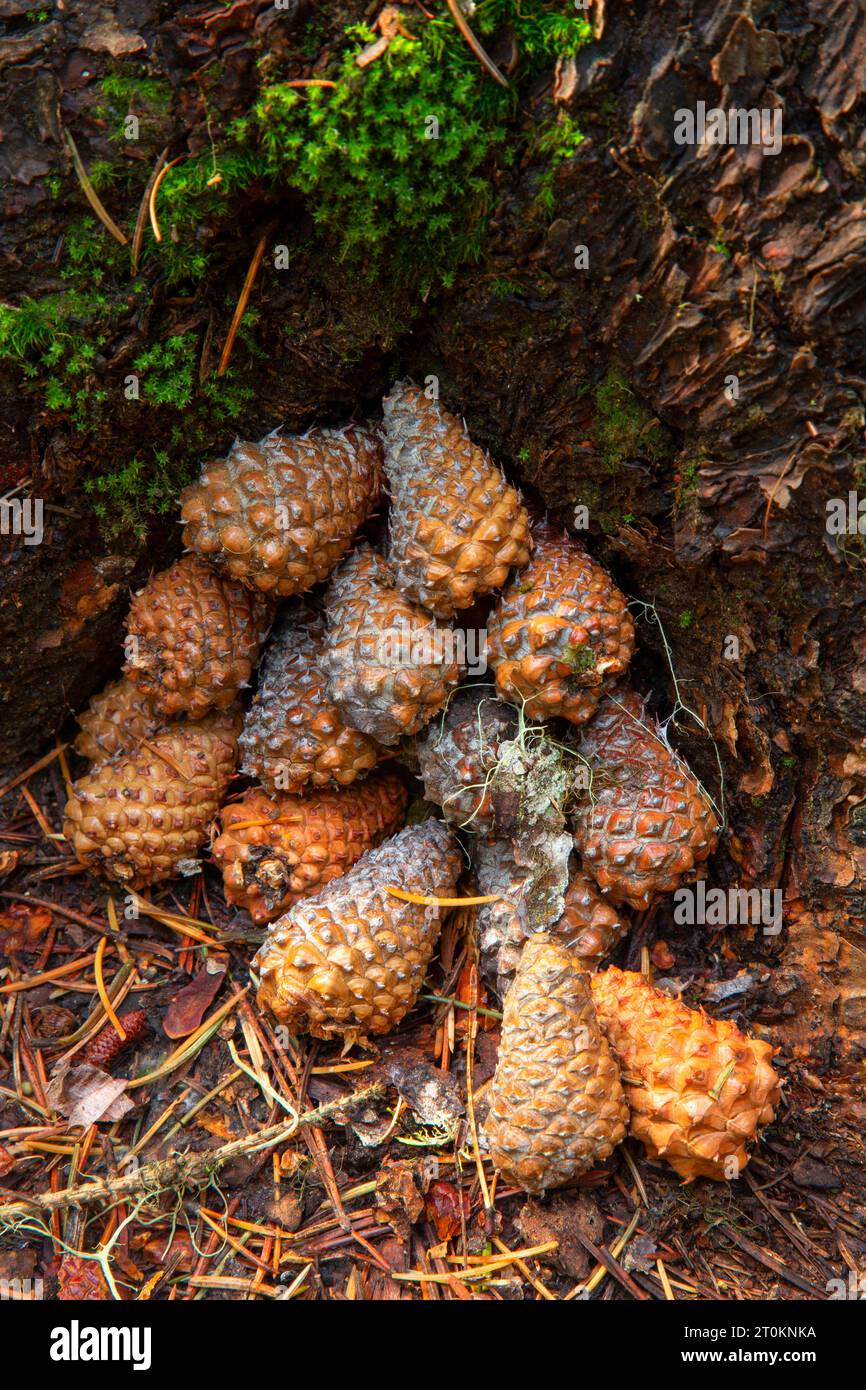 Squirrel pinecone cache along Jubilee Lake Trail, Umatilla National ...