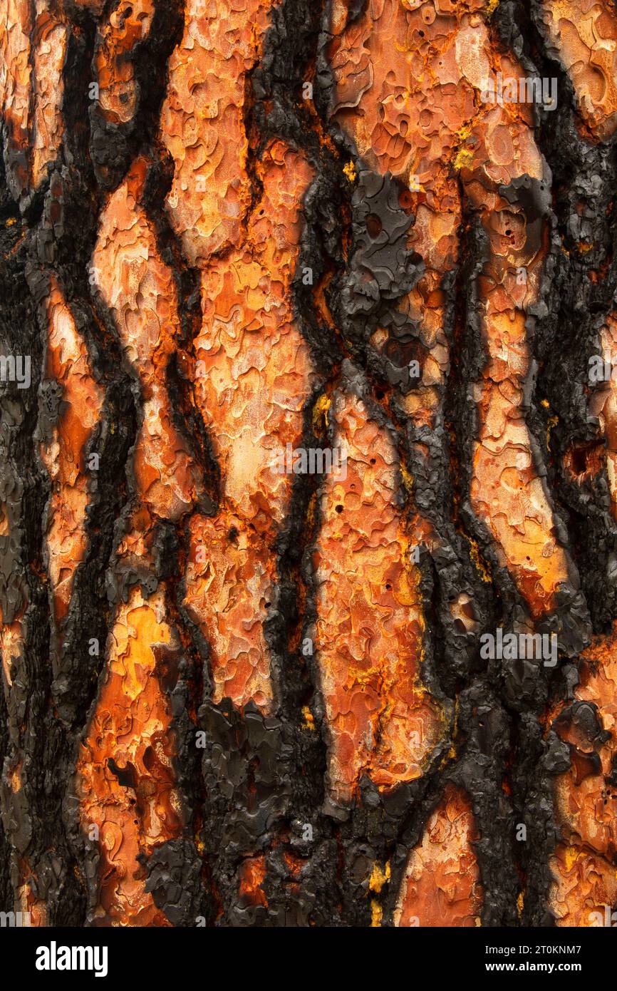 Ponderosa pine tree bark hi-res stock photography and images - Alamy