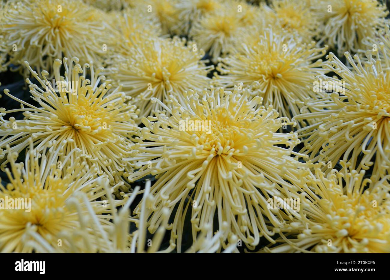 Close up of the light yellow color of spider mum 'Golden Splendor' flowers Stock Photo
