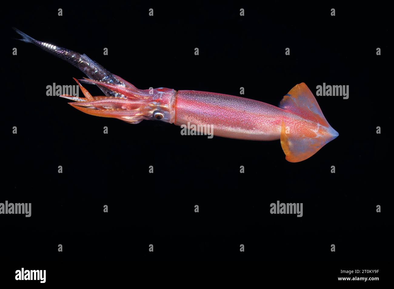 The purpleback flying squid or purpleback squid, Sthenoteuthis oualaniensis, is a species of cephalopod occurring in the Indo-Pacific. It is considere Stock Photo