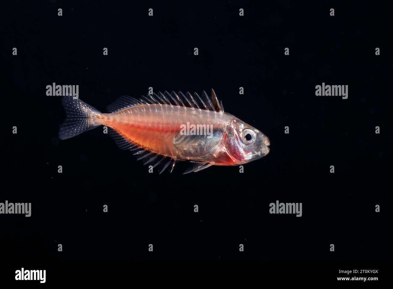 The larval stage of a rabbitfish, Siganus sp. This image was captured at night with the bottom 5000+ feet below, several miles off the island of Yap, Stock Photo