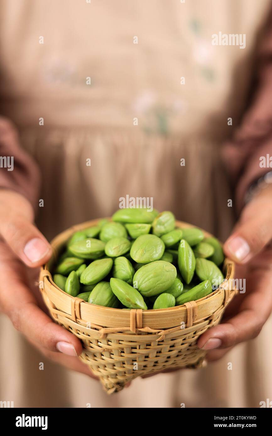 Female Hand Hold Petai, Bitter Beans on Bamboo Bowl. Peeled Parkia speciosa Pete Seeds Stock Photo