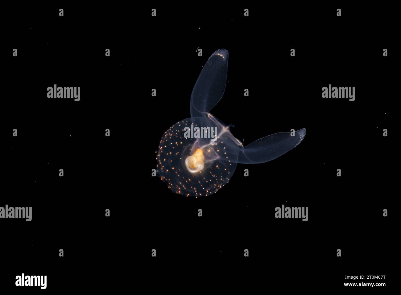 Gymnosomata known as sea angels, are pelagic nudibranchs. They are carnivorous feeding on other pteropods. Photographed at night 40 feet down on a bla Stock Photo