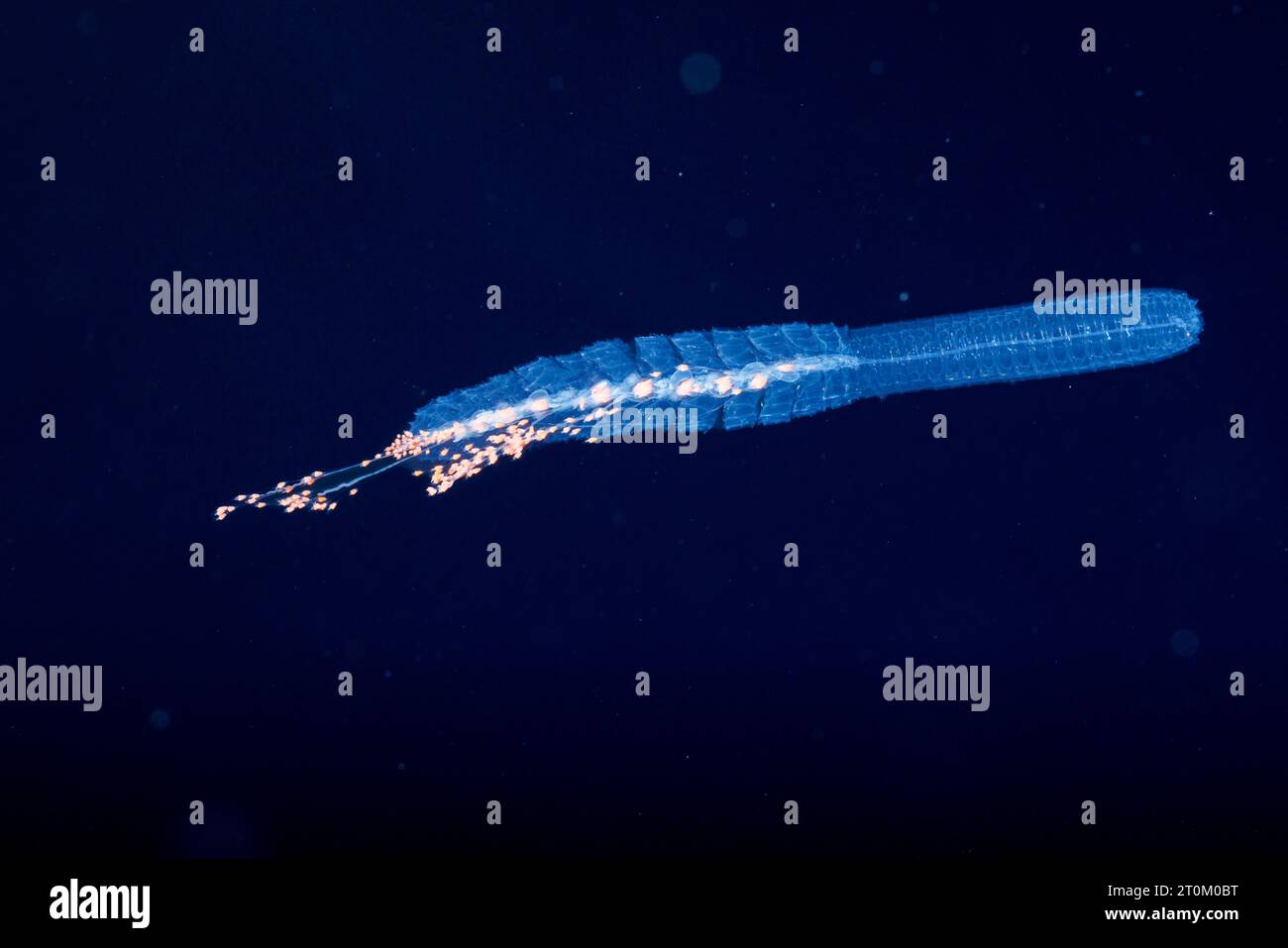 A siphonophore or hydrozoan, Forskalia formosa. This is a memeber of the family of gelatinous animals called Cnidaria. The tentacles at the bottom are Stock Photo