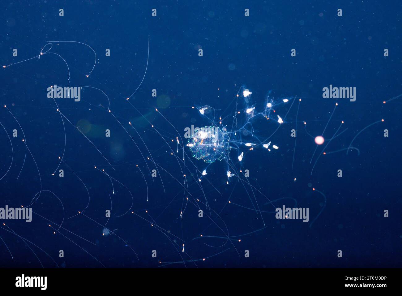 This unidentified species of siphonophore or hydrozoan, is a memeber of