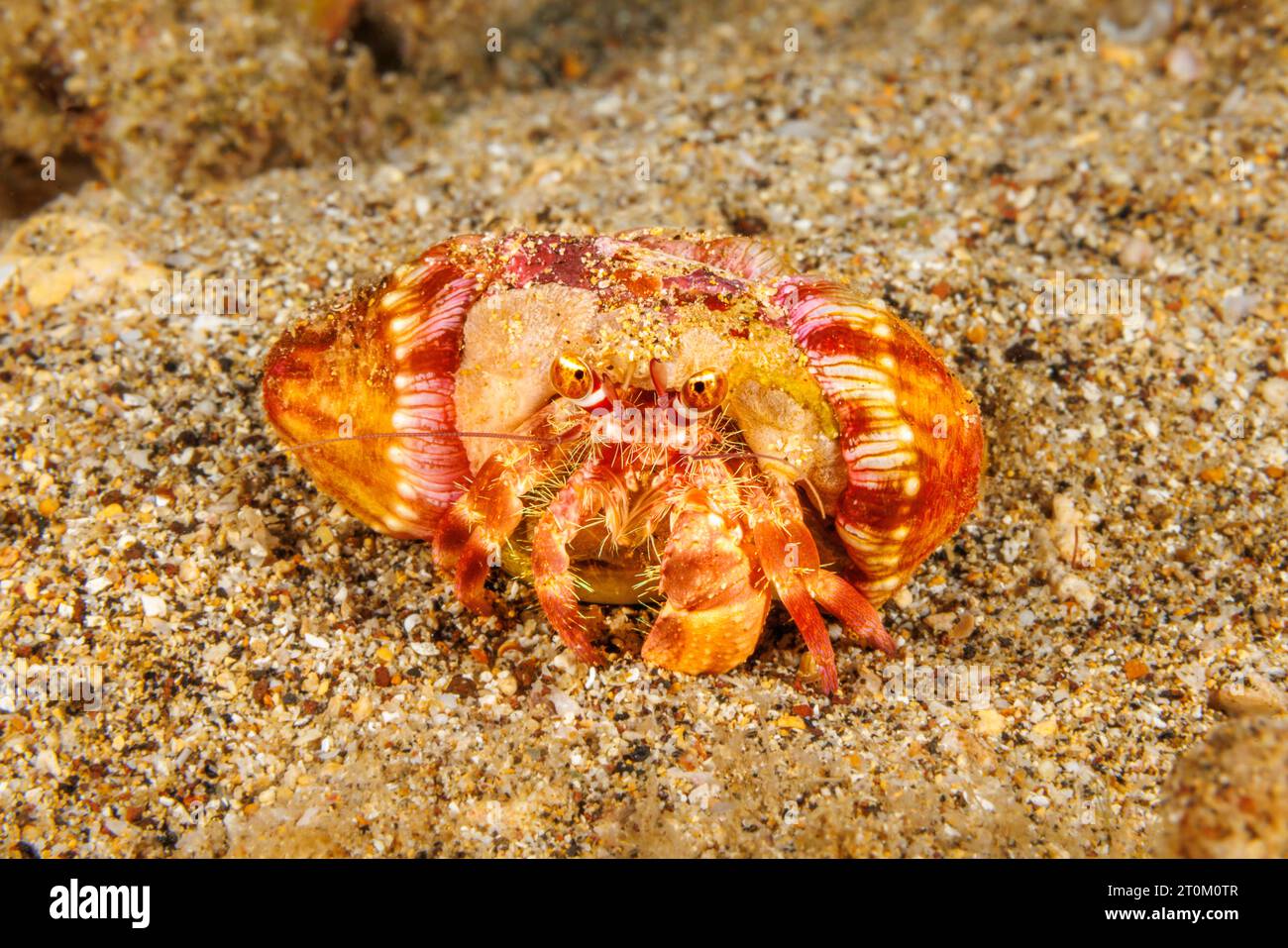 This nocturnal left handed hermit crab, Dardanus gemmatus, will carry symbiotic anemones, Calliactis polypus on its shell, Hawaii. Stock Photo