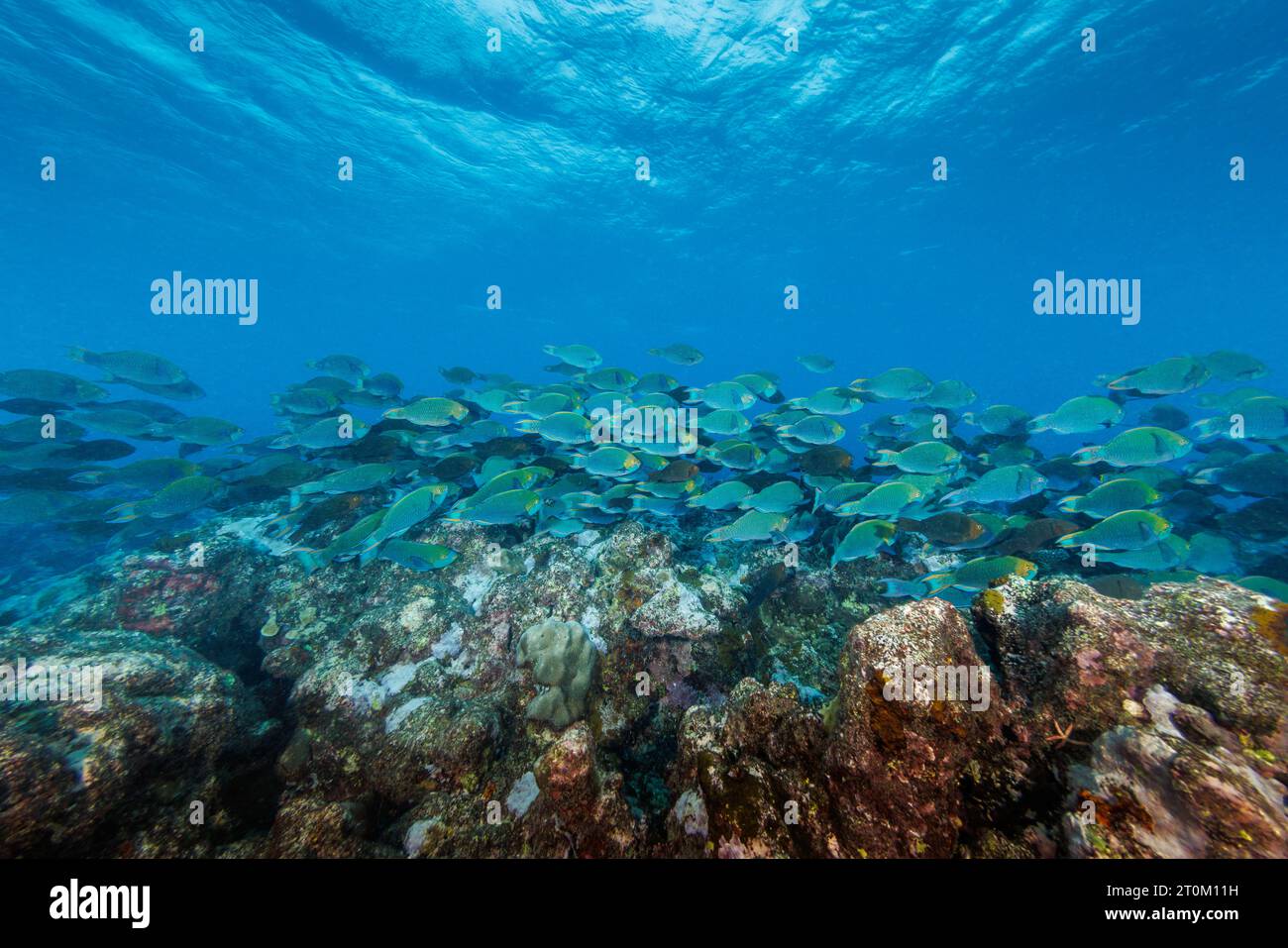 Greenthroat parrotfish, Scarus prasiognathos, feeding on a reef. These are mostly male greenthroat, or Singapore, parrotfish grazing on algae-covered Stock Photo