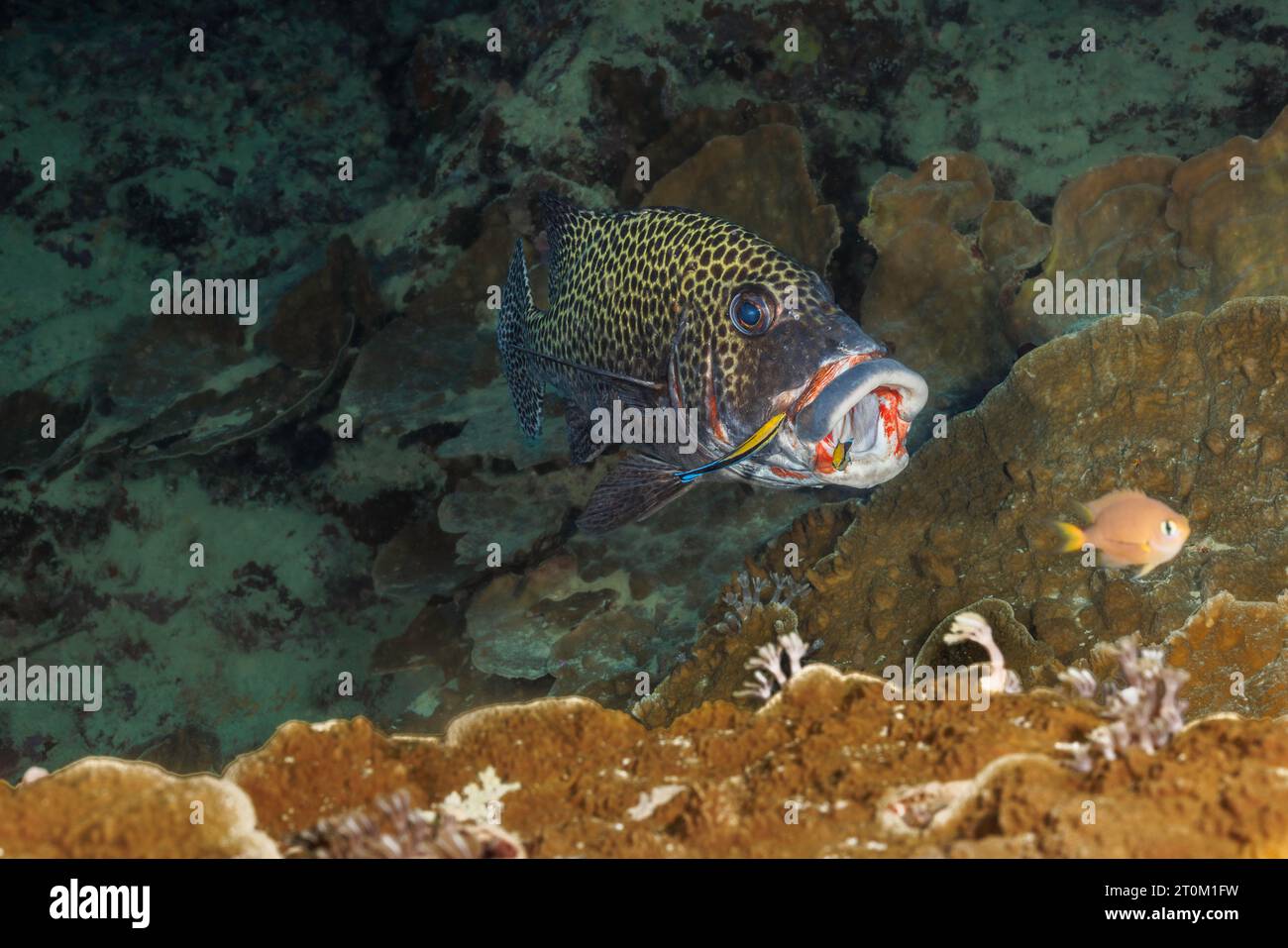 Two adult bluestreak cleaner wrasse, Labroides dimidiatus, are carefully searching the clown sweetlips, Plectorhinchus chaetodonoides, for parasites, Stock Photo
