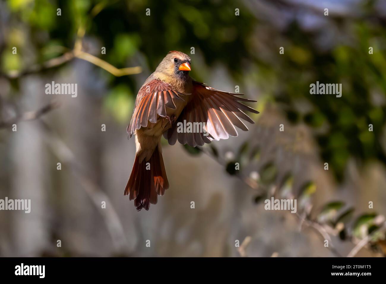 Northern Cardinal (Cardinalis cardinalis), Cardinal flight phase during landing. Stock Photo