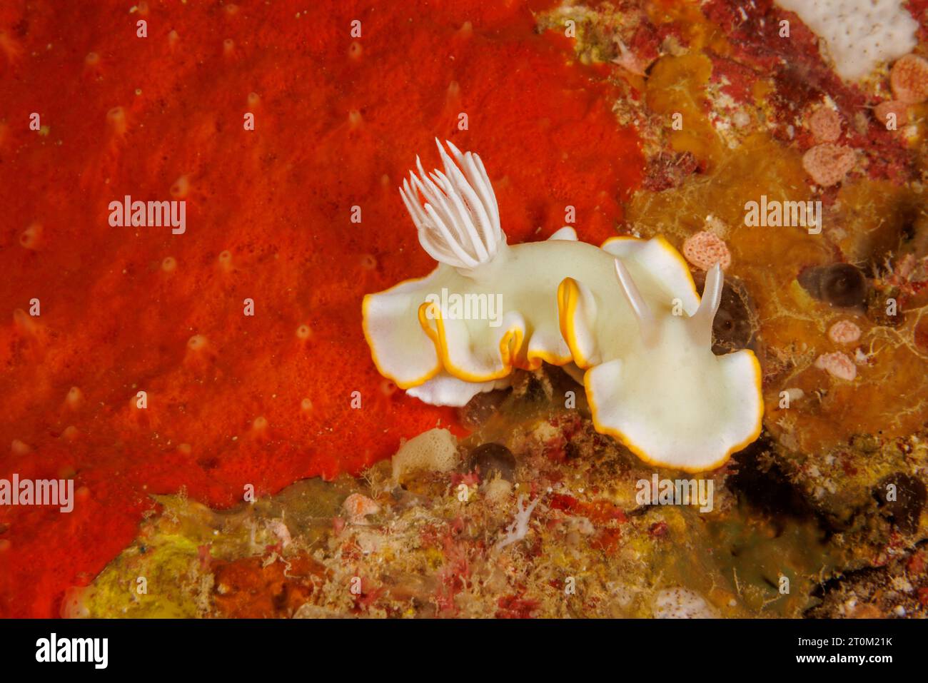 A white and yellow nudibranch, Ardeadoris egretta, Yap, Micronesia. Stock Photo