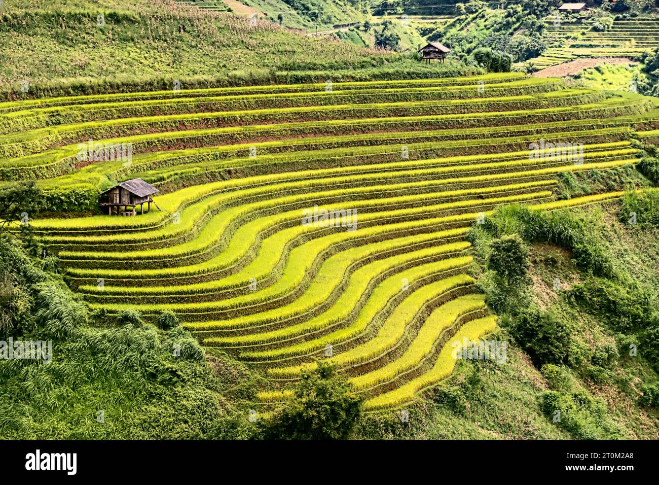 Harvest time at the stunning rice terraces of Mu Cang Chai, Yen Bai ...