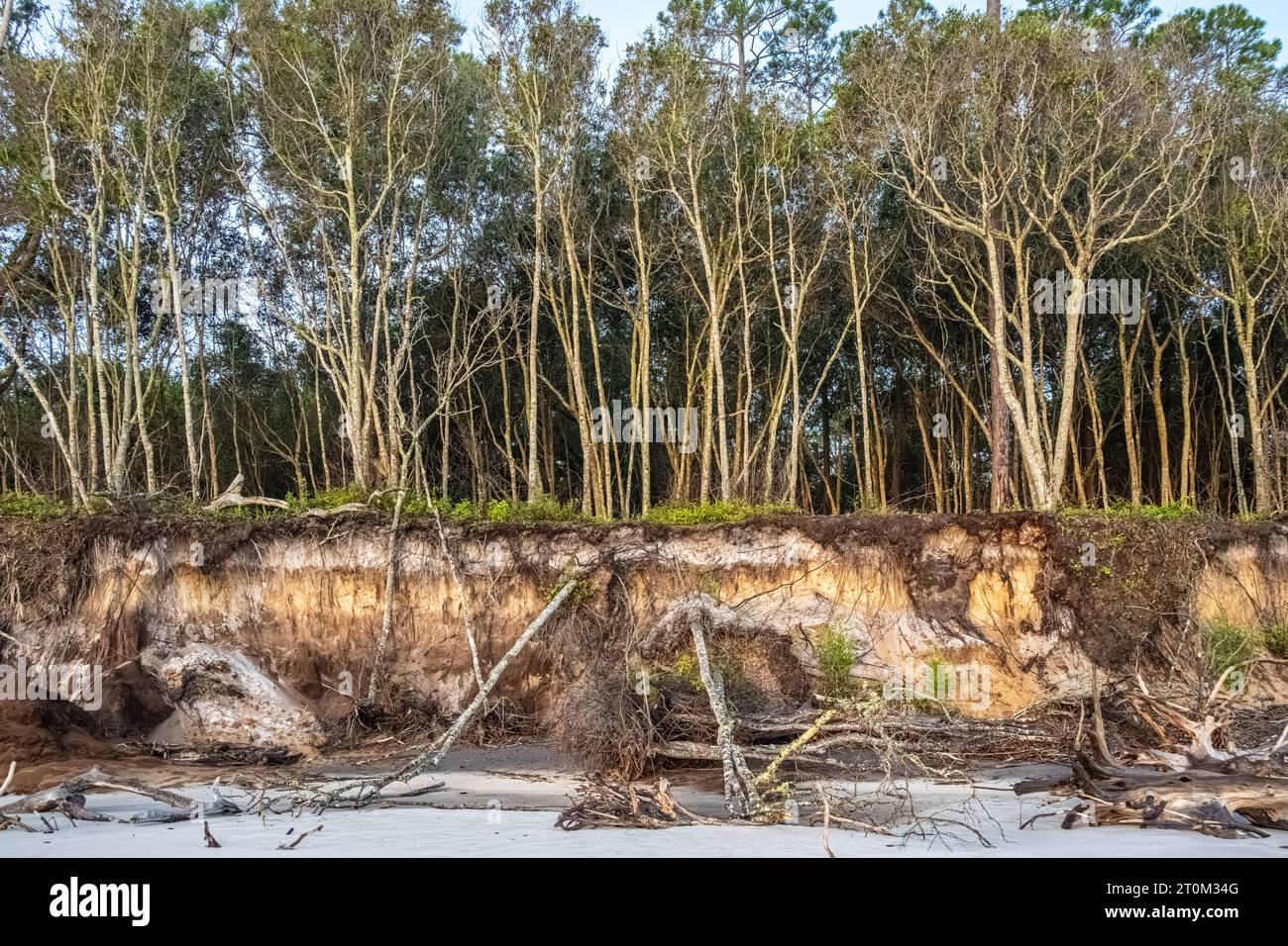 Beach erosion at Boneyard Beach on Big Talbot Island in Northeast Florida. (USA) Stock Photo