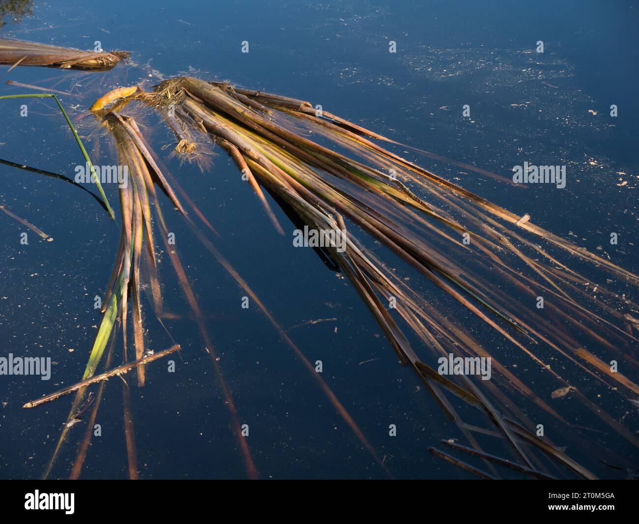 Loose reeds floating on the surface of water on a sunny day in South Australia, Australia. Stock Photo