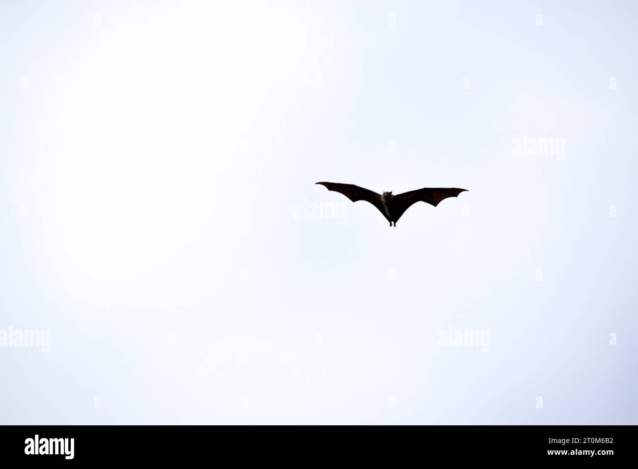 Bats are the only mammals that can fly. Instead of arms or hands, they