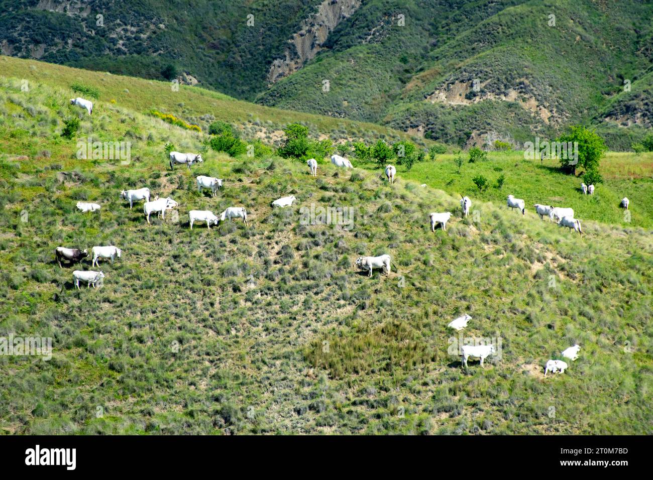Podolica Cattle Pasture in Basilicata - Italy Stock Photo
