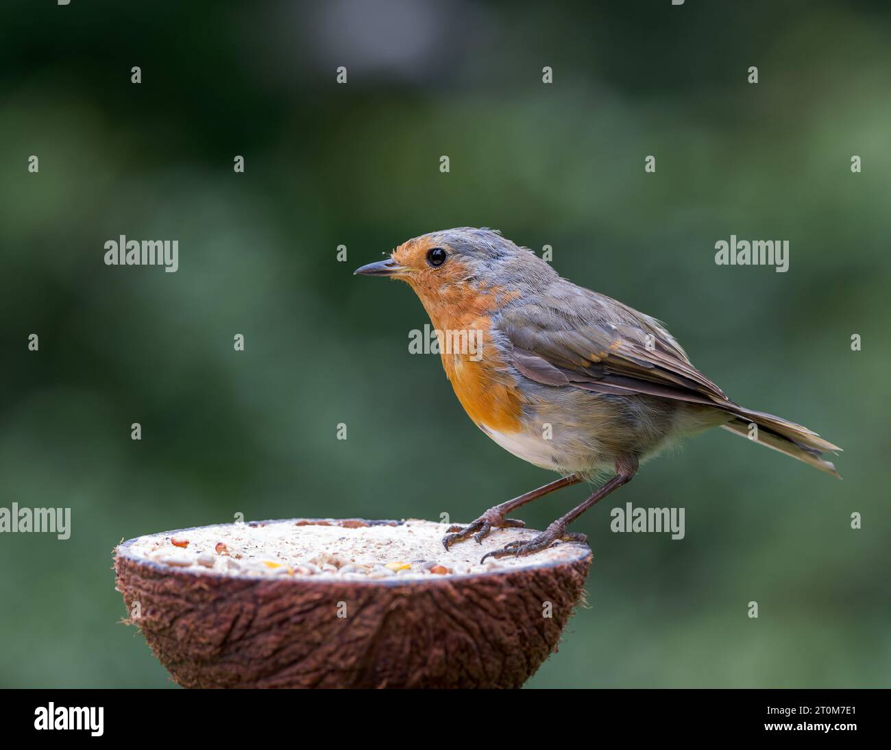 European Robin [ Erithacus rubecula ] feeding from fat and seed filled half coconut shell Stock Photo