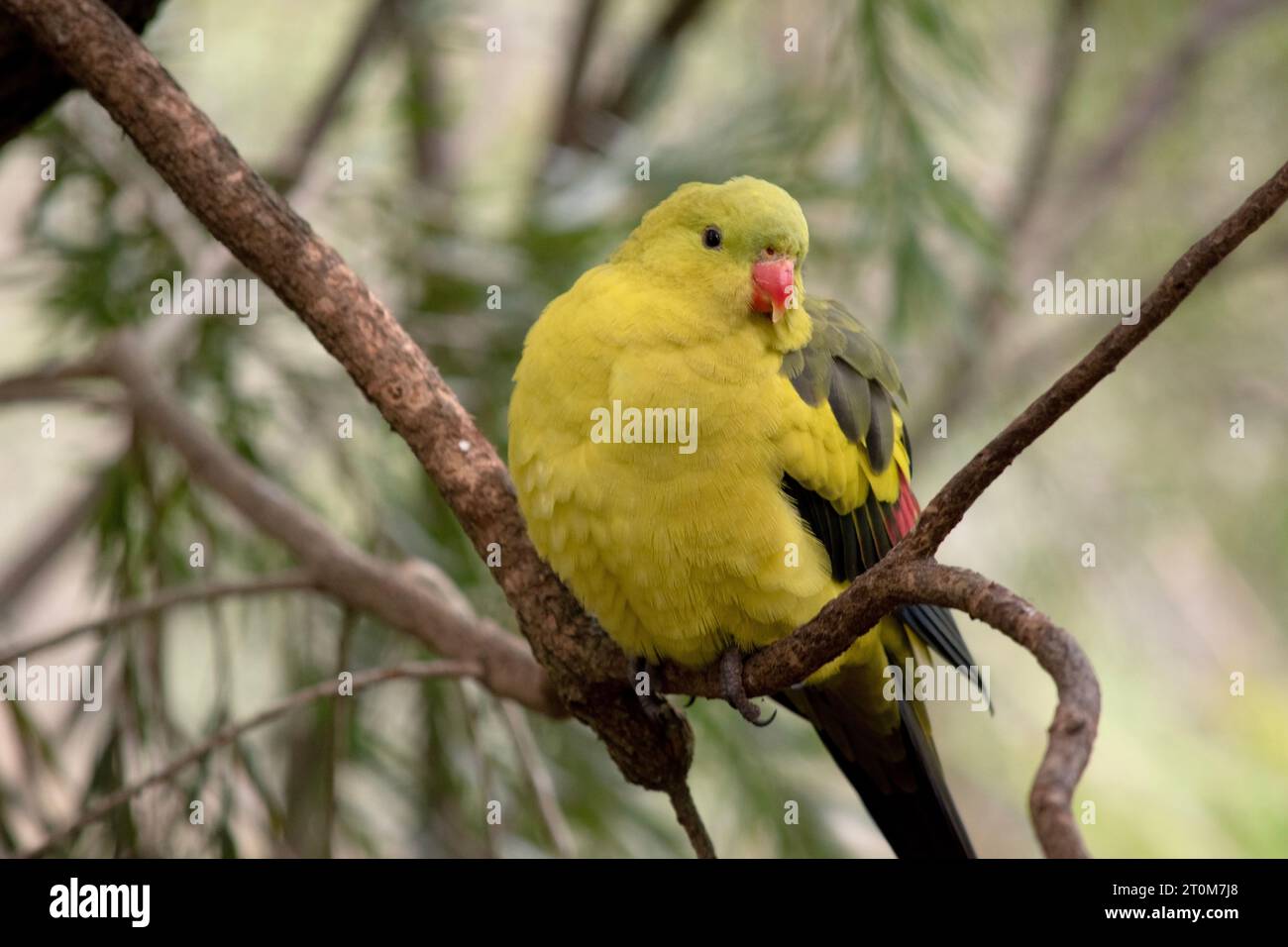 The male Regent Parrot has a general yellow appearance with the tail and outer edges of the wings being dark blue-black Stock Photo