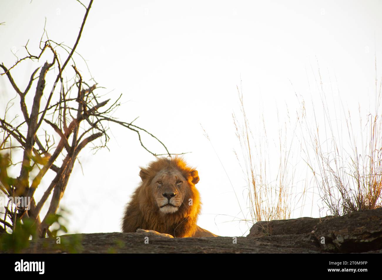 Lion laying on rock hi-res stock photography and images - Alamy
