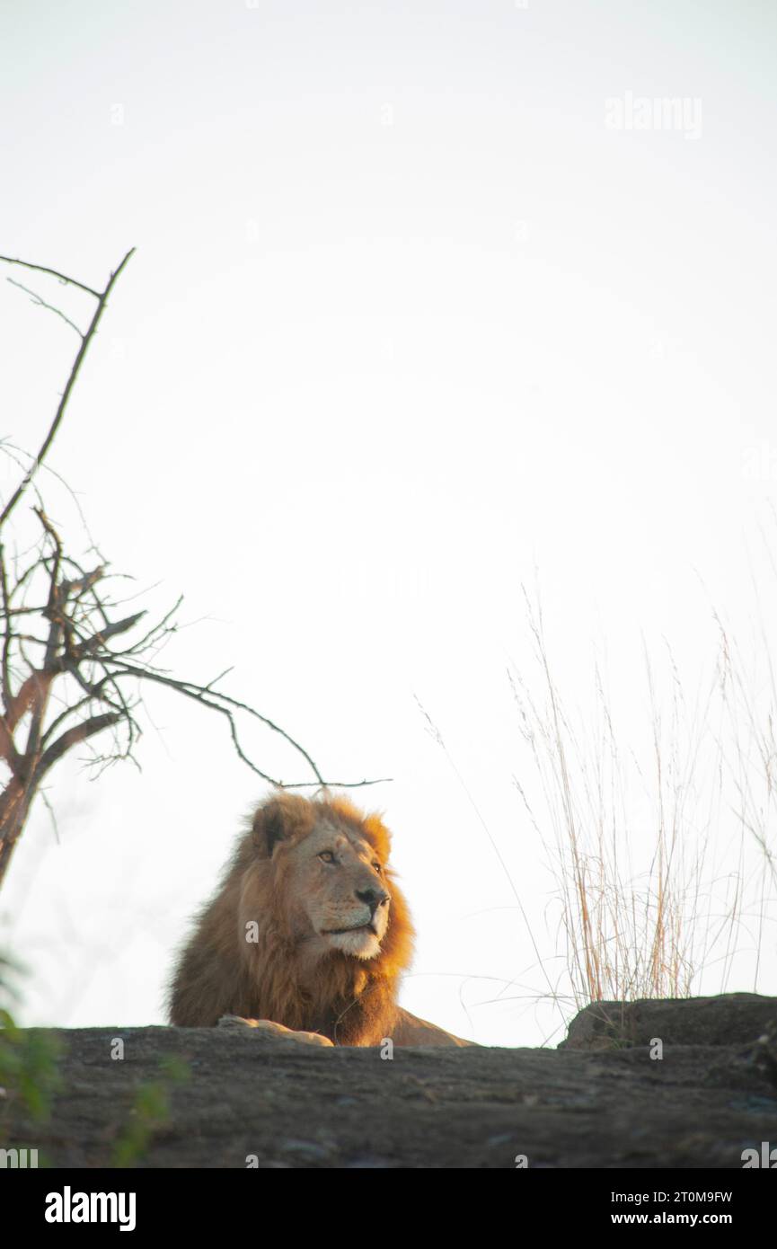 Lion king rock hi-res stock photography and images - Alamy