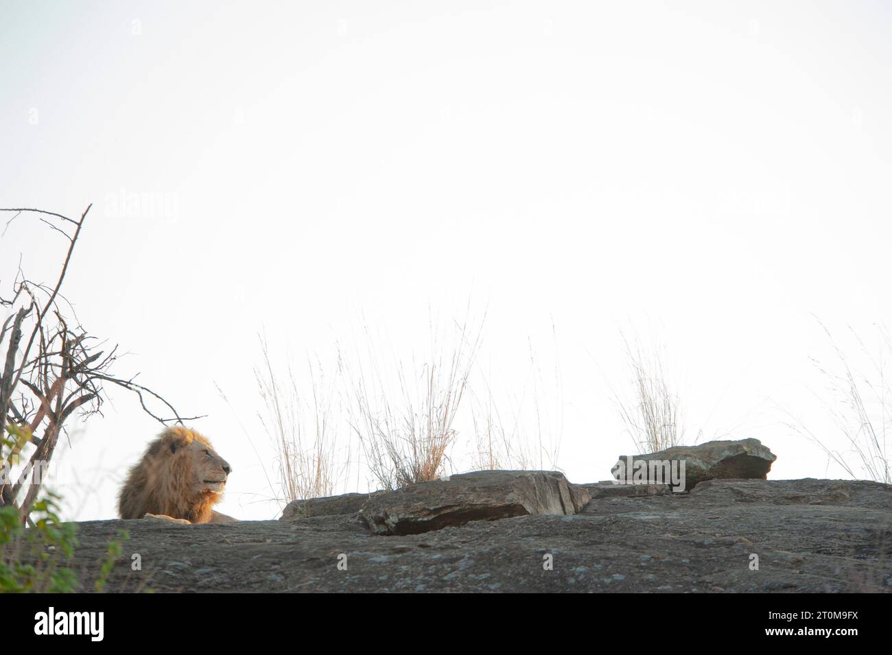 Male lion resting on a rock with white space, Serengeti National Park, Tanzania Stock Photo