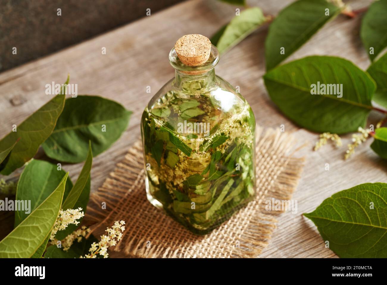 Preparation of herbal tincture from fresh japanese knotweed or Reynoutria japonica plant Stock